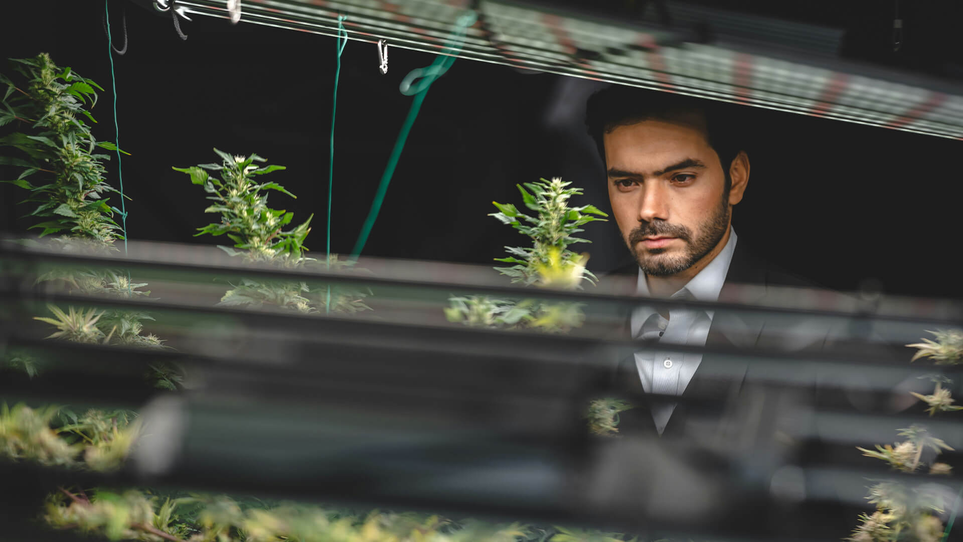 NY Regulators Grant 6-Month Extension for Adult-Use Provisional Licensees, But Don’t Get Too Comfortable About It