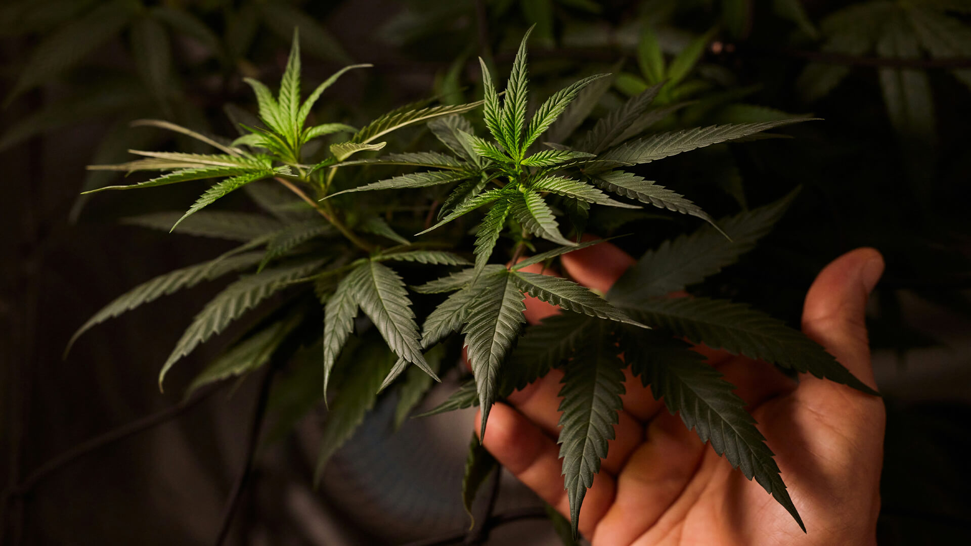 New York’s Cannabis Showcase Events: A Promising Opportunity That Needs Local Flexibility on Consumption