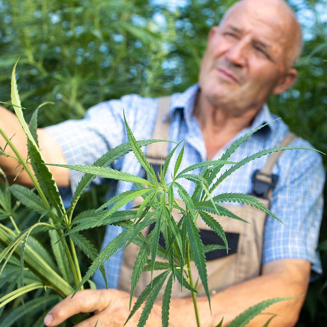 Seligson Law - Leading Cannabis Licensing Lawyer in Endicott NY - Ongoing Compliance & License Maintenance Seligson Law - Leading Cannabis Licensing Lawyer in Endicott NY - Ongoing Compliance & License Maintenance