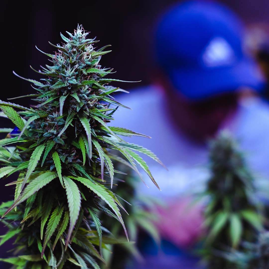 Seligson Law - Top-Rated Employment Litigation for Employees in Sunnyvale CA - Employee Misclassification Seligson Law - Top-Rated Employment Litigation for Employees in Sunnyvale CA - Employee Misclassification